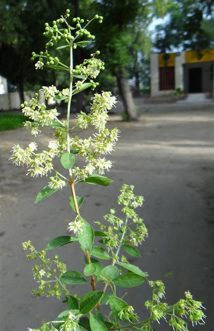 Lawsonia inermis